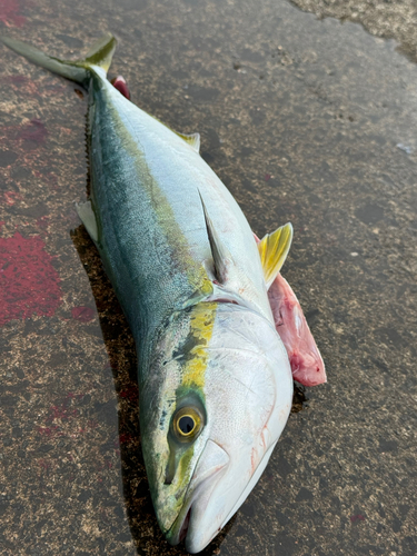 イナダの釣果