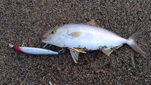 ショゴの釣果