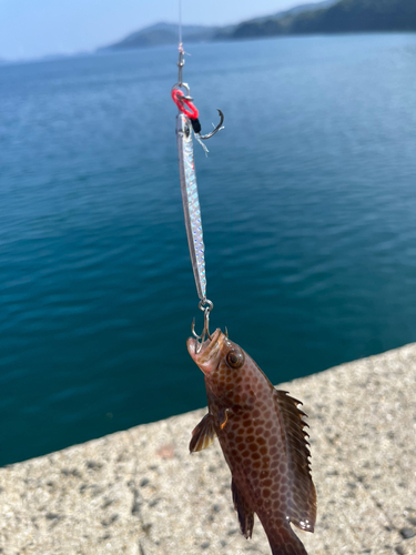 オオモンハタの釣果