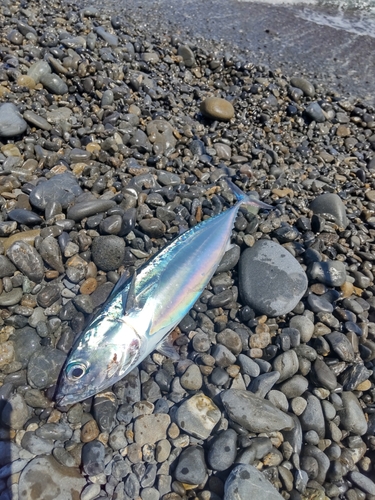 ソウダガツオの釣果