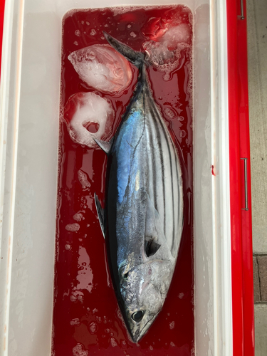 カツオの釣果