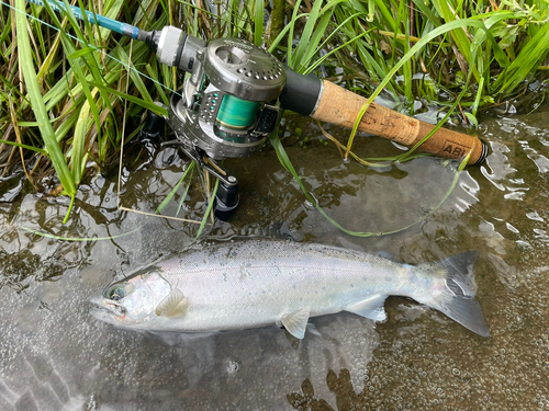 ヤマメの釣果