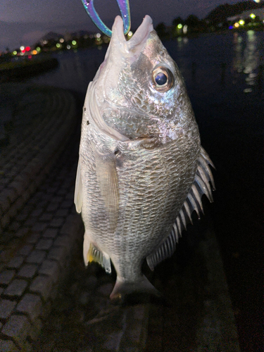 キビレの釣果