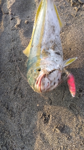 イナダの釣果