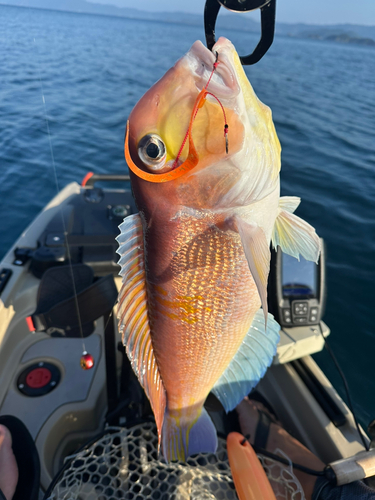 アマダイの釣果