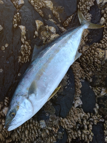 ヒラマサの釣果