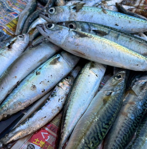 サバの釣果