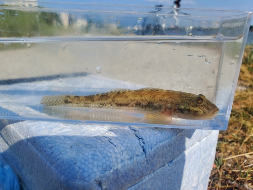 マハゼの釣果