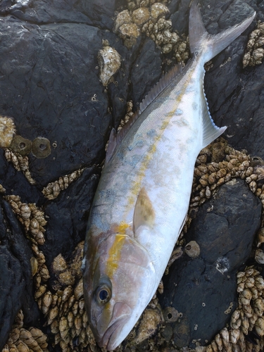 カンパチの釣果