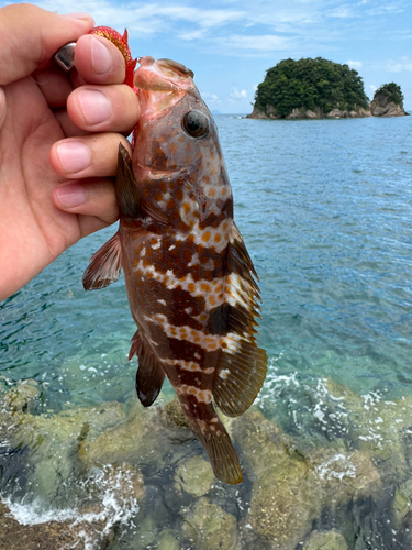 アコウの釣果