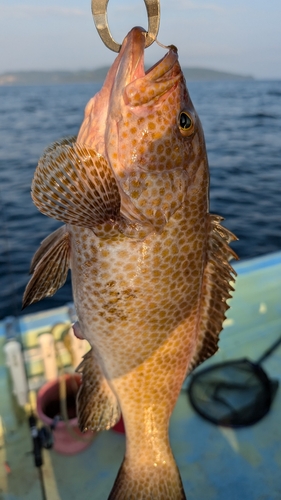 オオモンハタの釣果