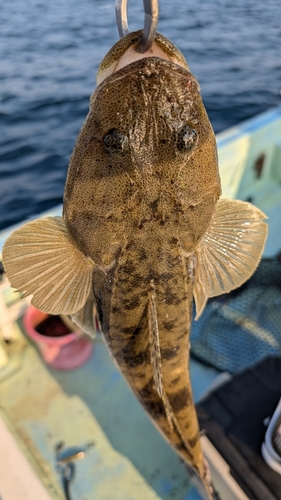 マゴチの釣果