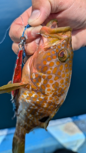 アコウの釣果