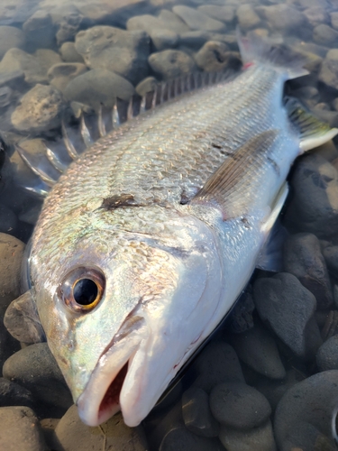 キビレの釣果