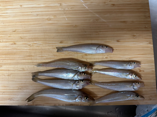 キスの釣果