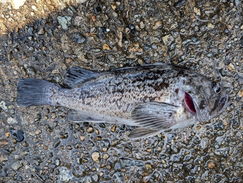 クロソイの釣果