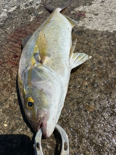 ショゴの釣果