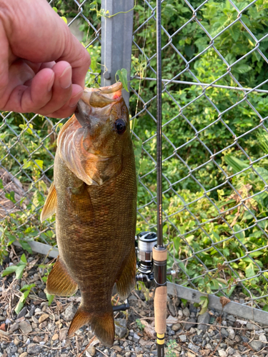 スモールマウスバスの釣果