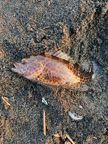 オオモンハタの釣果