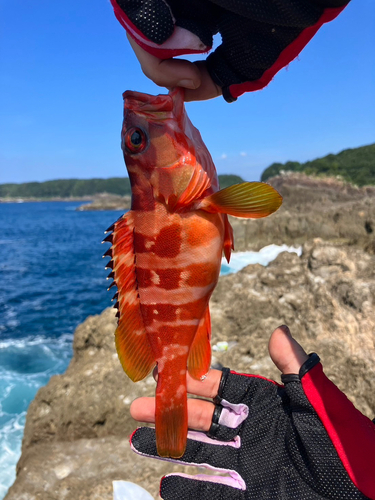 ツバスの釣果