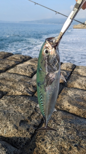 ワカシの釣果