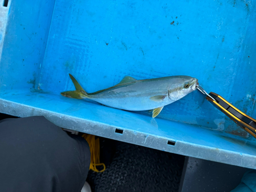 ワカシの釣果