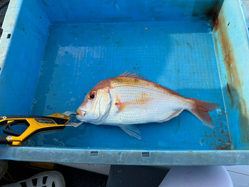 レンコダイの釣果