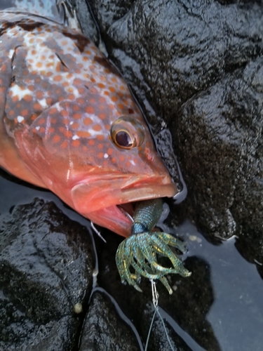 キジハタの釣果