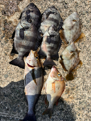 イシダイの釣果