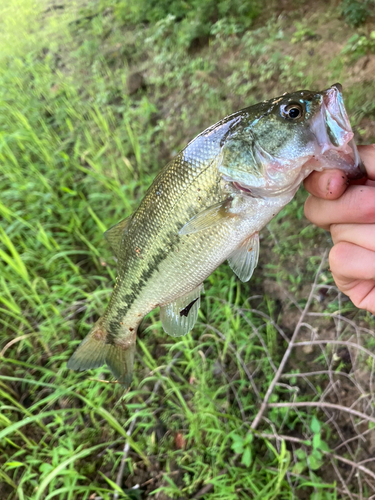 ラージマウスバスの釣果