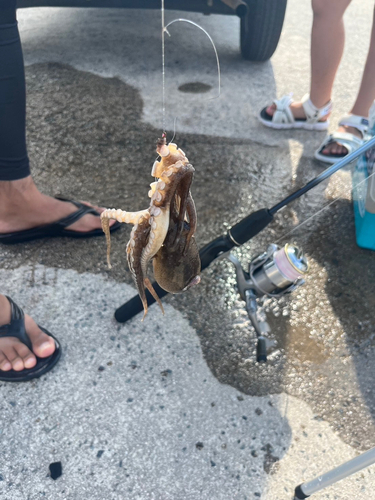 イイダコの釣果