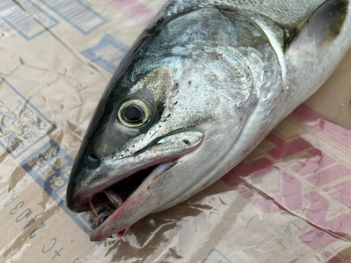 アキアジの釣果