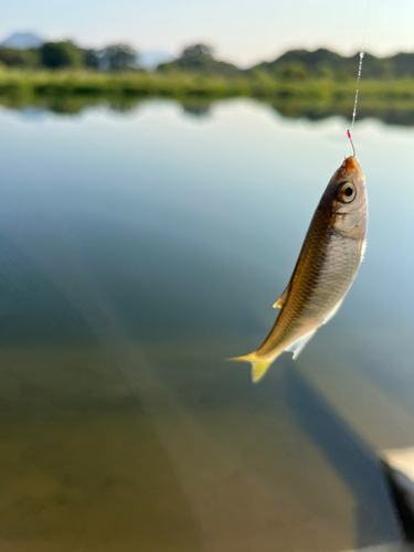 オイカワの釣果