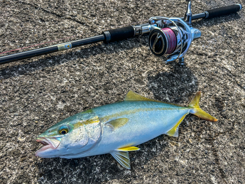 ワカシの釣果