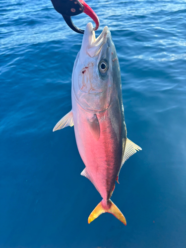 イナダの釣果