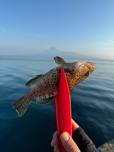 オオモンハタの釣果