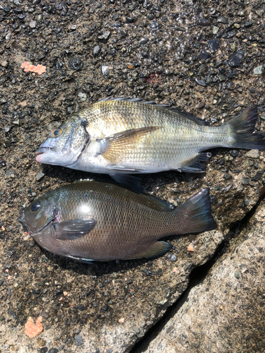 クロダイの釣果