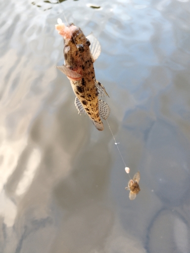 ウロハゼの釣果