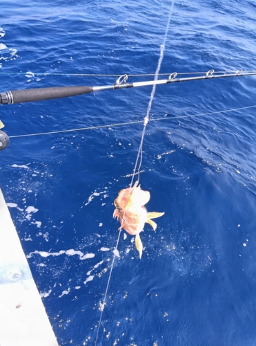 エソの釣果