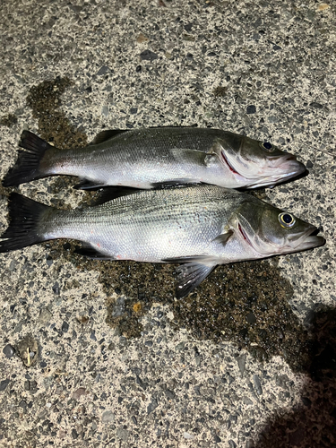 セイゴ（ヒラスズキ）の釣果