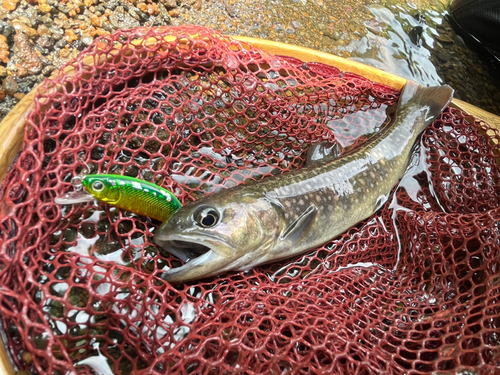 イワナの釣果