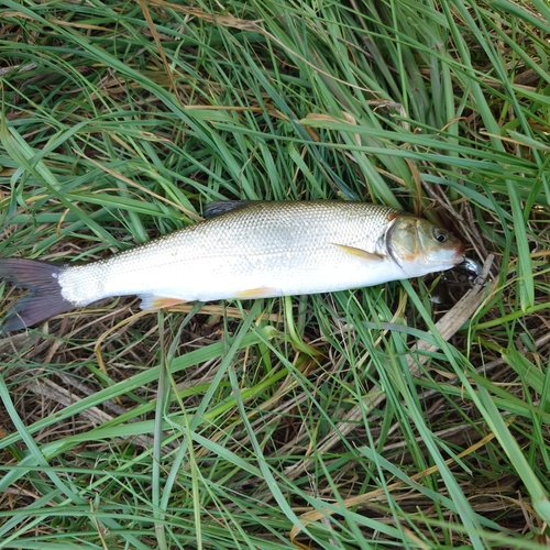 ウグイの釣果