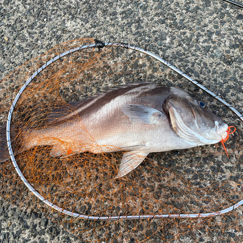 コショウダイの釣果