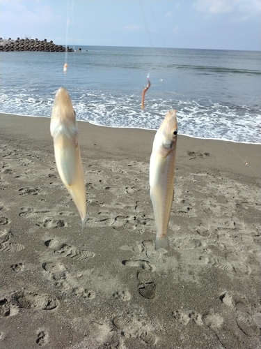 シロギスの釣果