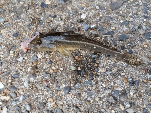 マハゼの釣果