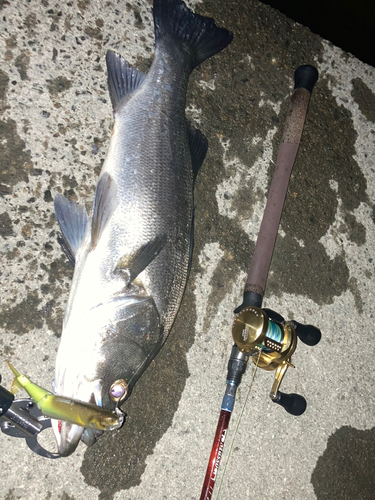 シーバスの釣果