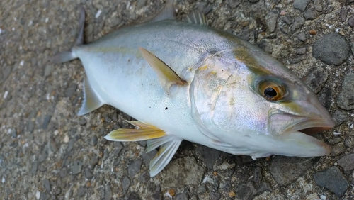 カンパチの釣果