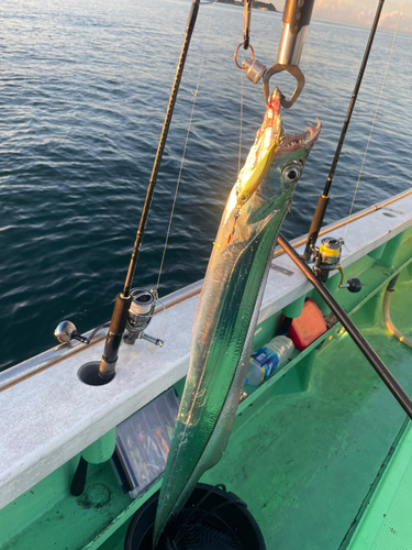 タチウオの釣果