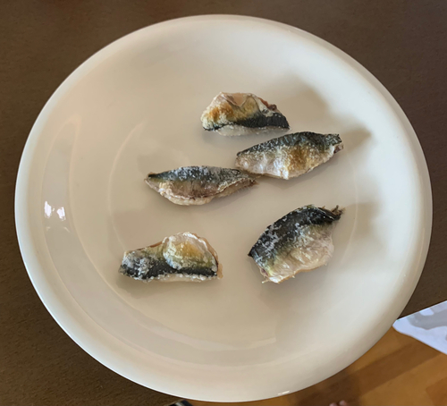 サバの釣果