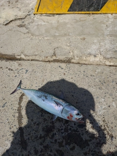 ソウダガツオの釣果